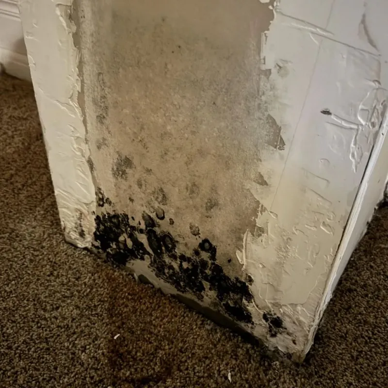 Professional Mold Removal in Carrollton, OH